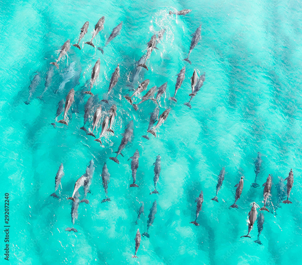 Aerial close up of a dolphin pods swimming in tropical warm blue water. Beautiful marine mammal endangered species  - obrazy, fototapety, plakaty 
