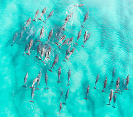 Fototapete Sansibar Delfine im tropischen blauen Meer  © FRPhotos