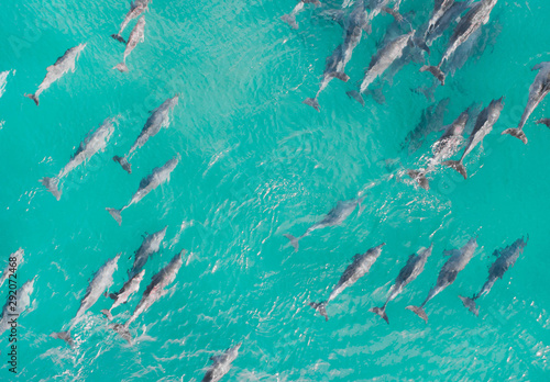 Aerial close up of a dolphin pods swimming in tropical warm blue water. Beautiful marine mammal endangered species  © FRPhotos
