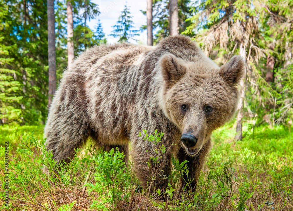 Brown bear in the summer forest. Green forest natural background. Scientific name: Ursus arctos. Natural habitat. Summer season. Brown bear in the summer forest. Green forest natural background. Scientific name: Ursus arctos. Natural habitat. Summer season.