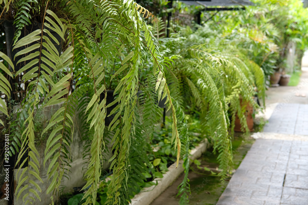 fern plant leaves growing in vertical garden