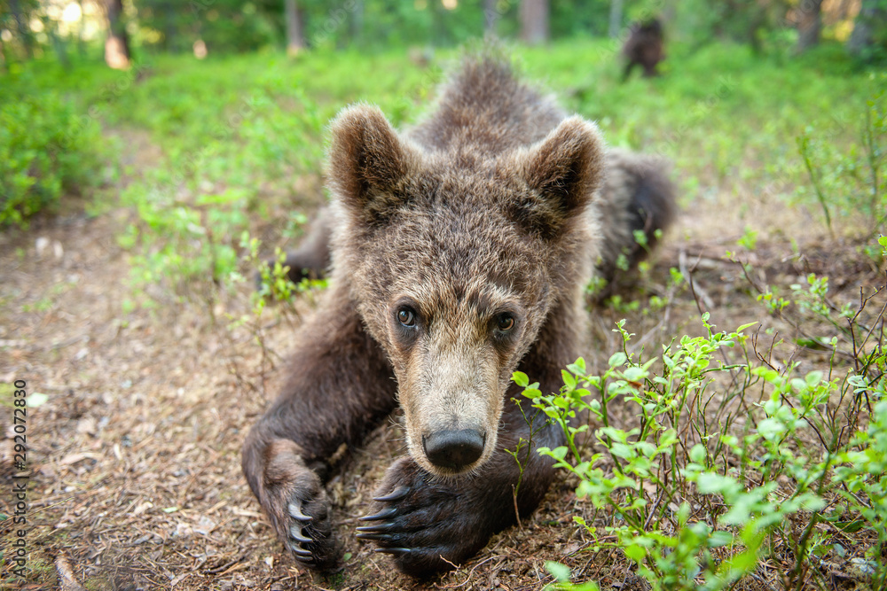 Wild brown bear cub looking at camera close-up wide angle. Cub of Brown Bear in the summer forest. Natural habitat. Scientific name: Ursus arctos. Wild brown bear cub looking at camera close-up wide angle. Cub of Brown Bear in the summer forest. Natural habitat. Scientific name: Ursus arctos.