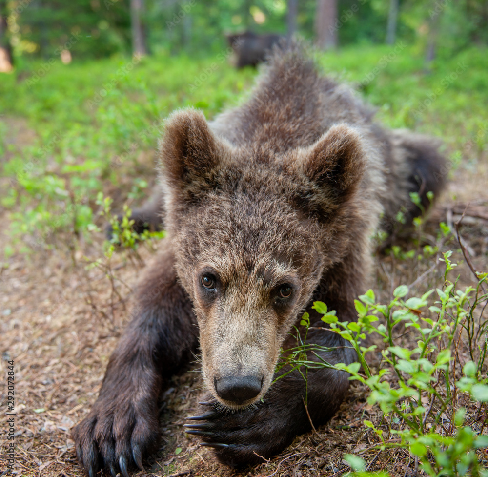 Wild brown bear cub looking at camera close-up wide angle. Cub of Brown Bear in the summer forest. Natural habitat. Scientific name: Ursus arctos. Wild brown bear cub looking at camera close-up wide angle. Cub of Brown Bear in the summer forest. Natural habitat. Scientific name: Ursus arctos.