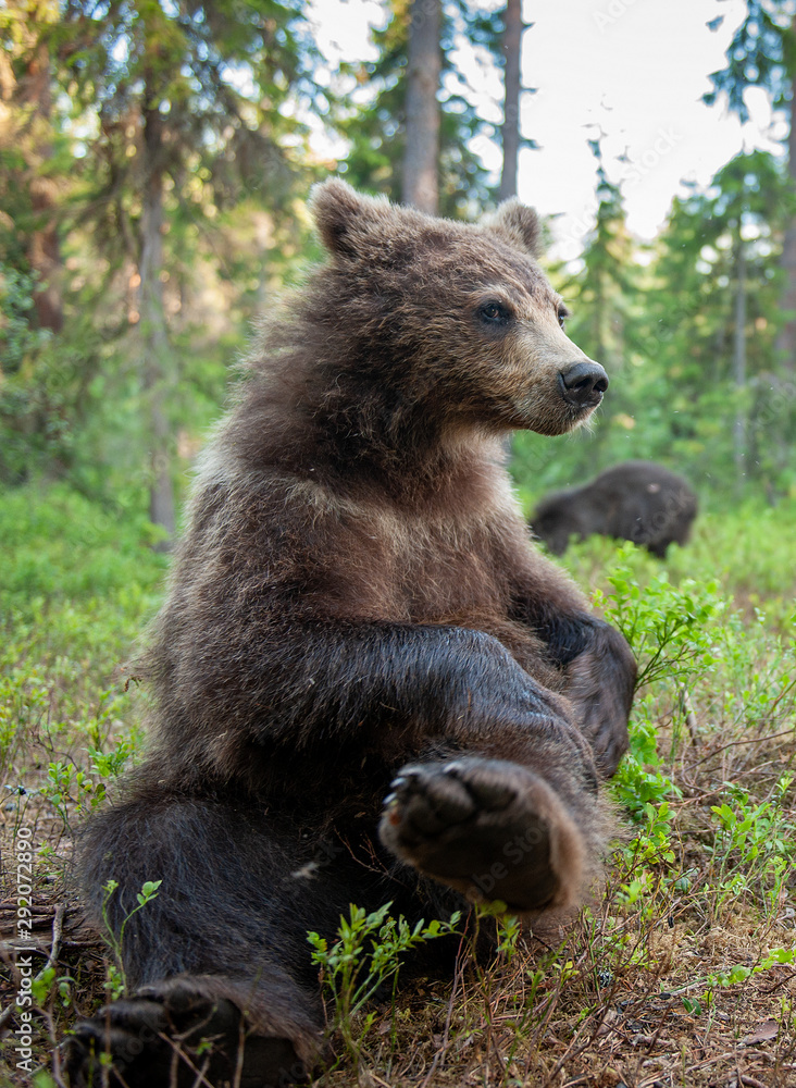 Cub of Brown Bear in the  summer forest. Close up portrait, wide angle.  Natural habitat. Scientific name: Ursus arctos.