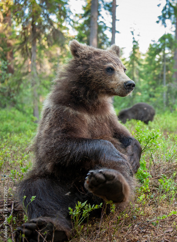 Cub of Brown Bear in the summer forest. Close up portrait, wide angle. Natural habitat. Scientific name: Ursus arctos.