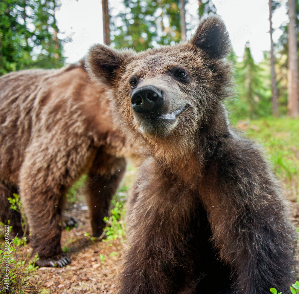 Wild brown bear cub looking at camera close-up wide angle. Cub of Brown Bear in the summer forest. Natural habitat. Scientific name: Ursus arctos. Wild brown bear cub looking at camera close-up wide angle. Cub of Brown Bear in the summer forest. Natural habitat. Scientific name: Ursus arctos.