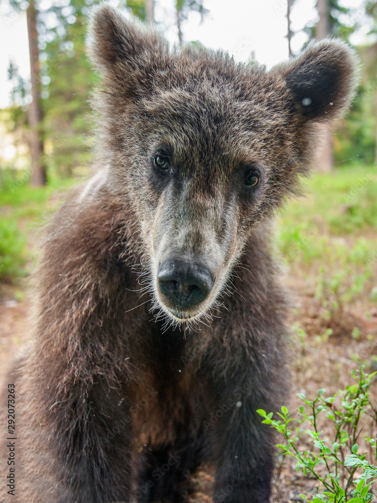 Fototapeta premium Wild brown bear cub looking at camera close-up wide angle. Cub of Brown Bear in the summer forest. Natural habitat. Scientific name: Ursus arctos.