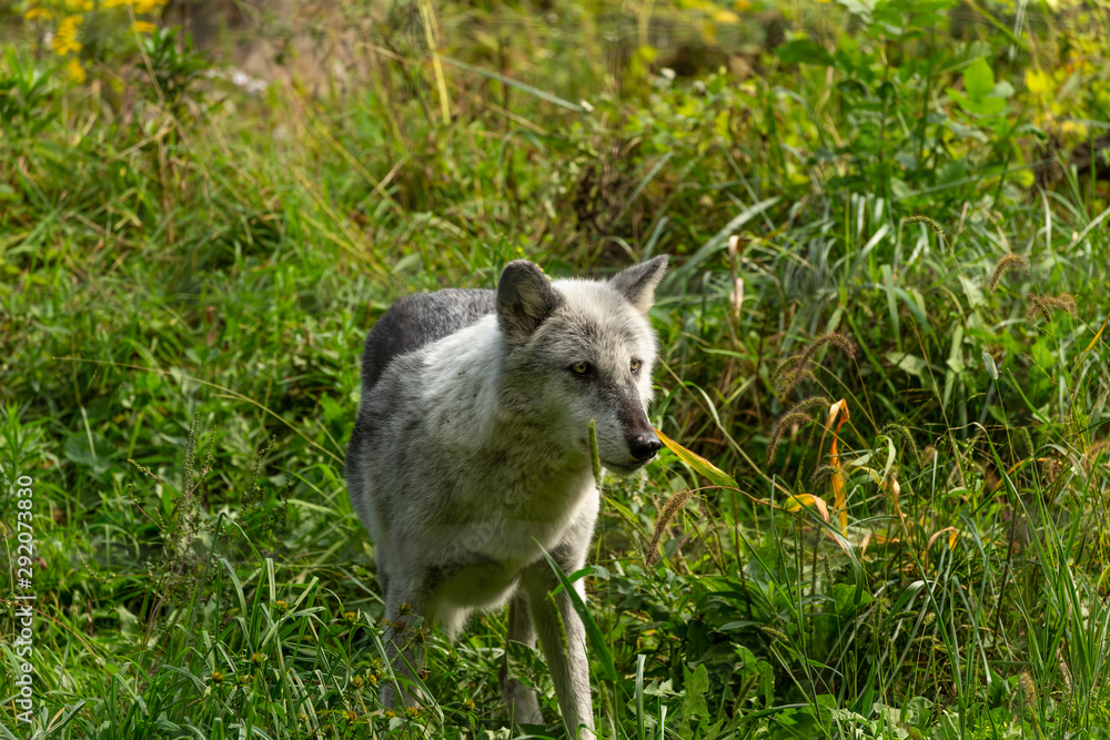 The Timber Wolf (Canis lupus), also known as the gray wolf , natural scene from natural environment in north America. The Timber Wolf (Canis lupus), also known as the gray wolf , natural scene from natural environment in north America.