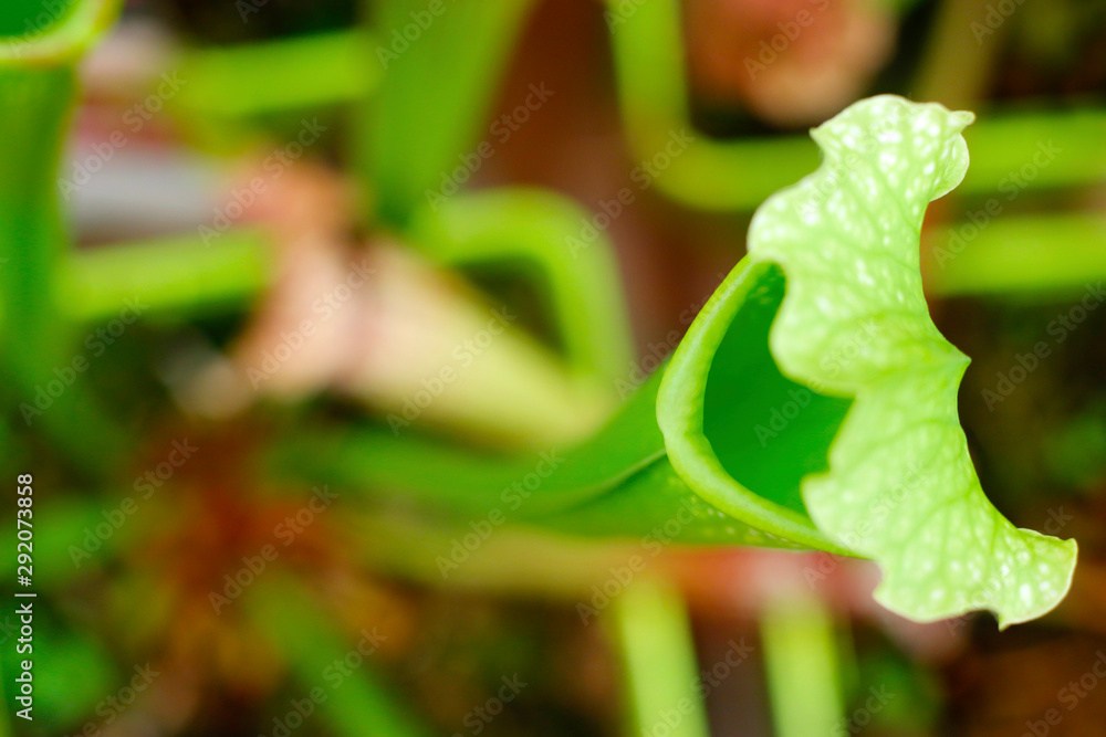 Pitcher ,carnivorous plant,Nepenthes, in the rain forest