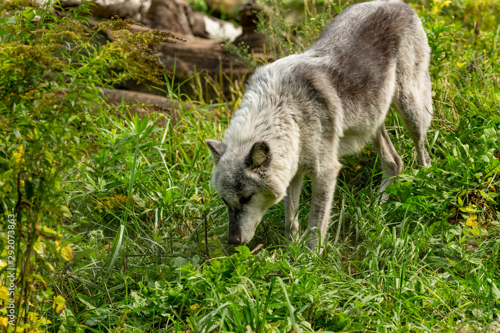 The Timber Wolf (Canis lupus), also known as the gray wolf , natural scene from natural environment in north America. The Timber Wolf (Canis lupus), also known as the gray wolf , natural scene from natural environment in north America.