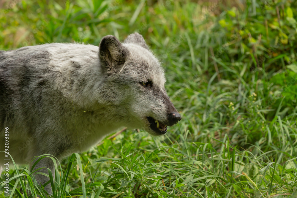 The Timber Wolf (Canis lupus), also known as the gray wolf , natural scene from natural environment in north America. The Timber Wolf (Canis lupus), also known as the gray wolf , natural scene from natural environment in north America.