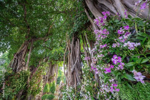 Tableau sur toile Vertical banyan tree arrangements in the park.