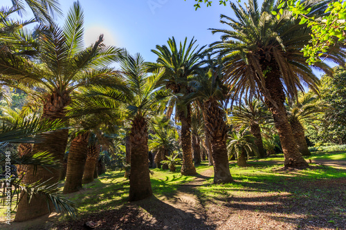Botanical gardens of Vi  a del Mar  Chile