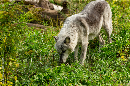 The Timber Wolf  Canis lupus   also known as the gray wolf   natural scene from natural environment in north America.