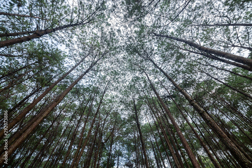 Pine forest in Phu Hin Rong Kla National Park  Thailand.