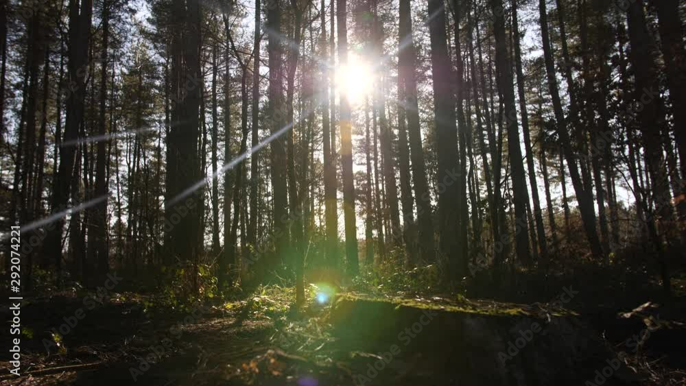 4K Dolly shot slide through Sherwoood Forest, Pine trees, sun glare in the woods branches lens flare 4K Dolly shot slide through Sherwoood Forest, Pine trees, sun glare in the woods branches lens flare
