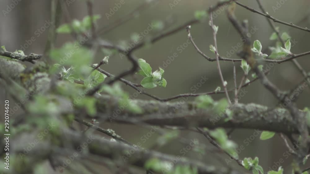 SLOW MOTION: Light rain falling on apple tree branches with freshly sprung leaves in spring. SLOW MOTION: Light rain falling on apple tree branches with freshly sprung leaves in spring.