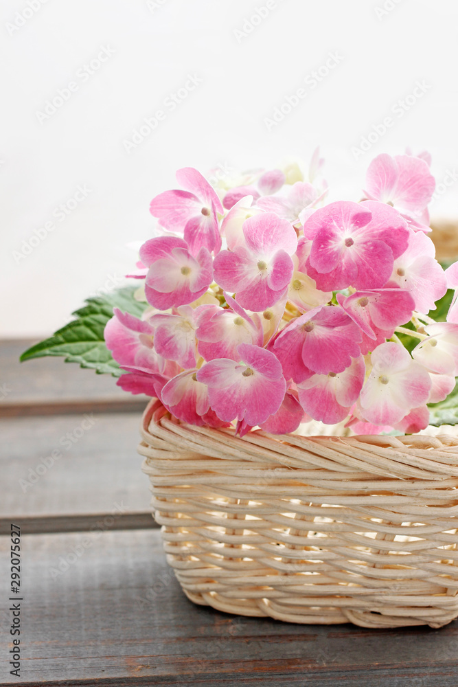 Pink hortensia flowers in white wicker basket.