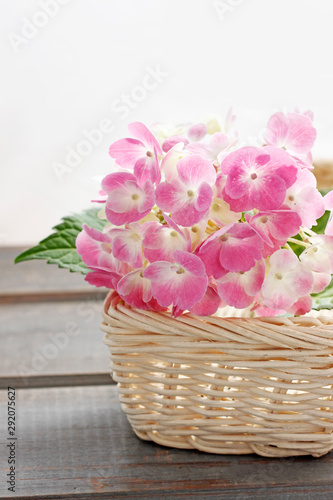 Pink hortensia flowers in white wicker basket.