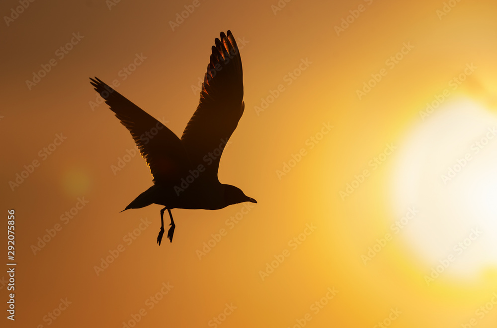 The silhouette of a flying seagull. Red sunset sky background. Dramatic Sunset Sky. The Black-headed Gull Scientific name: Larus ridibundus. The silhouette of a flying seagull. Red sunset sky background. Dramatic Sunset Sky. The Black-headed Gull Scientific name: Larus ridibundus.