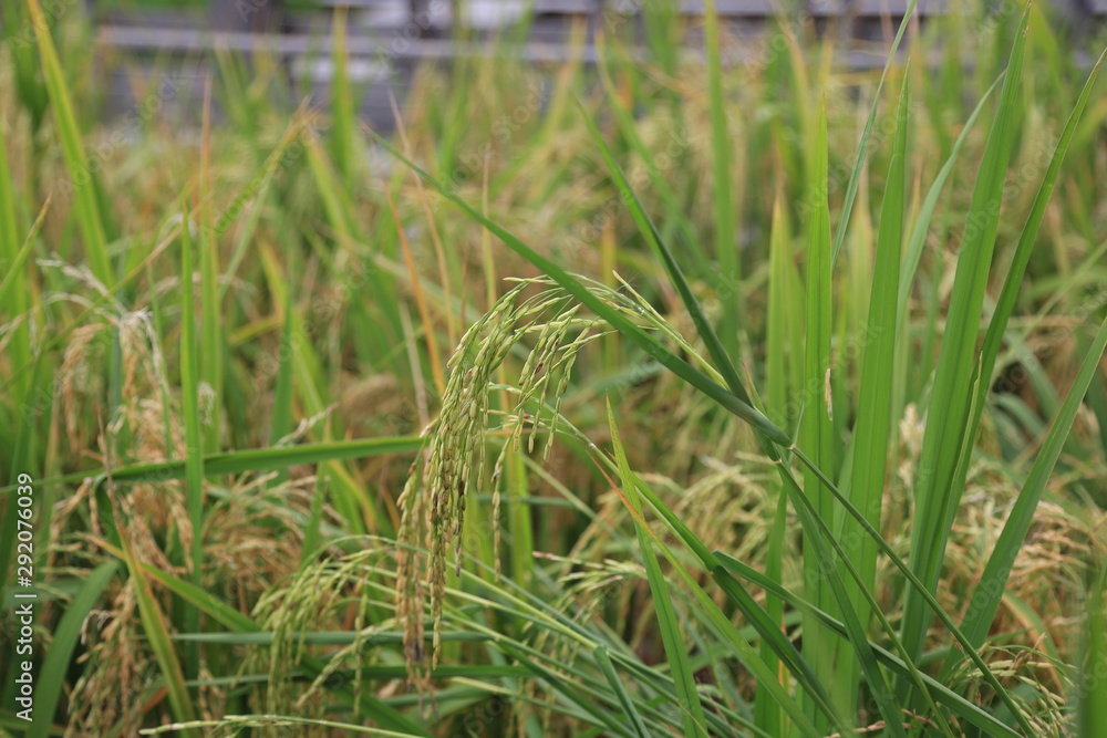 Obraz premium ears of wheat in the field