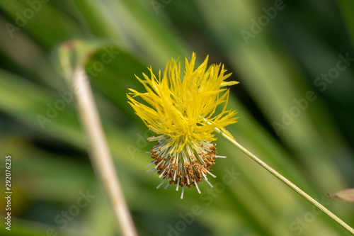 yellow flower with  grass blackgound photo