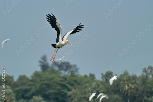a open-billed stork or openbill or asian open-billed stork (anastomus oscitans) is flying over the forest in sundarbans delta region in west bengal in india