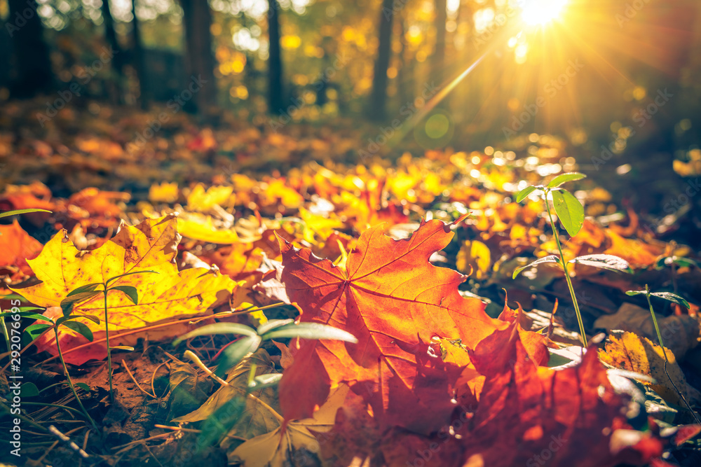 Close up of bright foliage in sunny autumn park - obrazy, fototapety, plakaty 