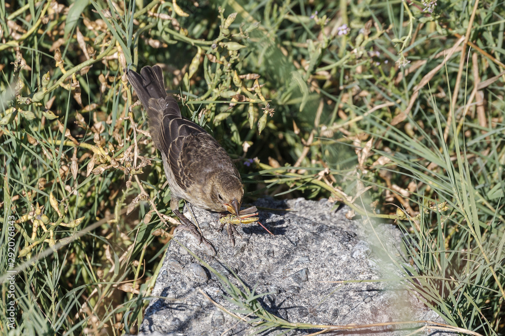 Fototapeta premium female cowbird bird