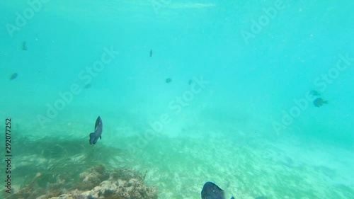 Wallpaper Mural underwater footage of fish, sea grass, and corals Torontodigital.ca