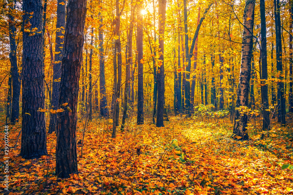 Bright trees in the sunny autumn forest Bright trees in the sunny autumn forest
