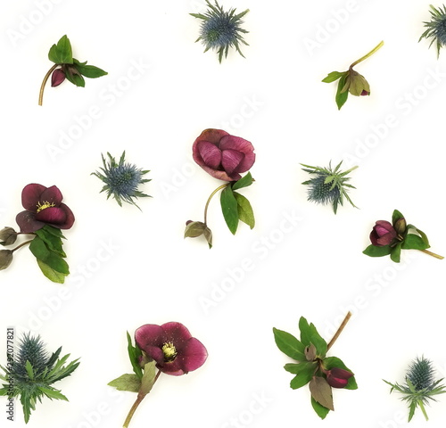 Flowers pattern background . Purple flowers Helleborus isolated on white background. Top view. 