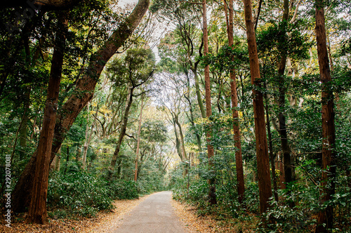 Fototapeta Naklejka Na Ścianę i Meble -  Small road in lush green forest at Meiji Jingu Shrine park- Tokyo green space
