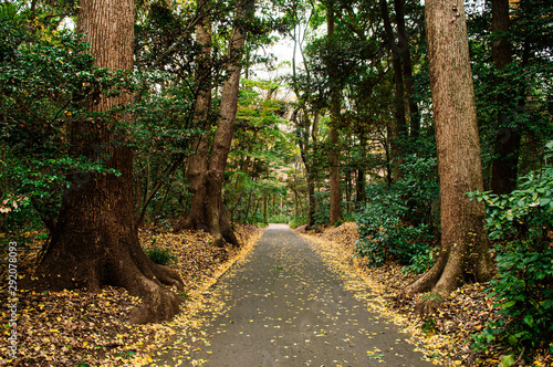Принти на полотні Yellow Ginkgo leaves covered ground and lush green forest at Meiji Jingu Shrine