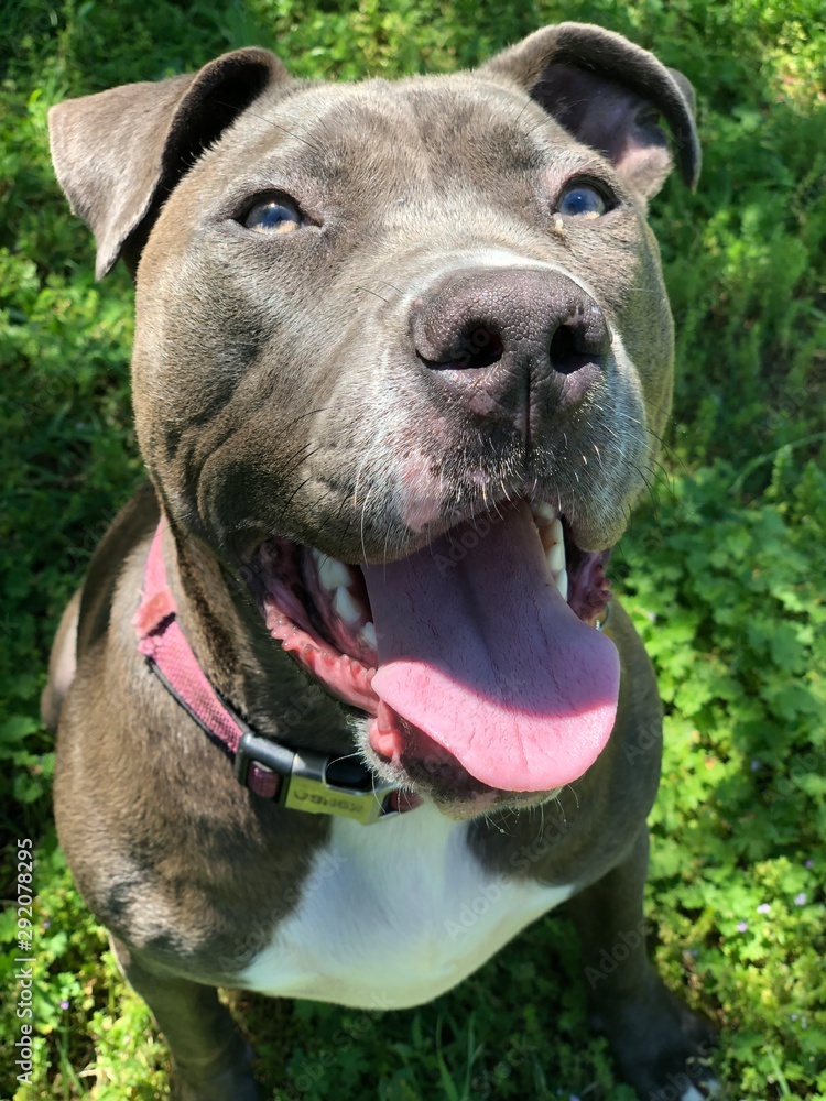american staffordshire terrier american staffordshire terrier