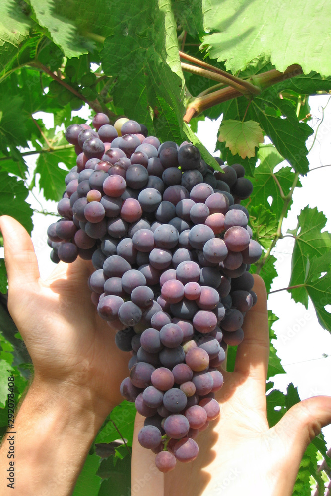 Black or blue large bunch of grapes in the hands. Close-up of bunches of ripe red wine grapes on vine. fresh grape harvest