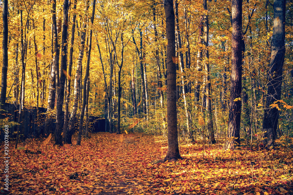 Pathway in the bright autumn forest Pathway in the bright autumn forest