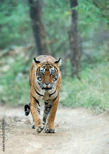 Tigress, Panthera tigris walking at Ranthambhore in Rajasthan, India
