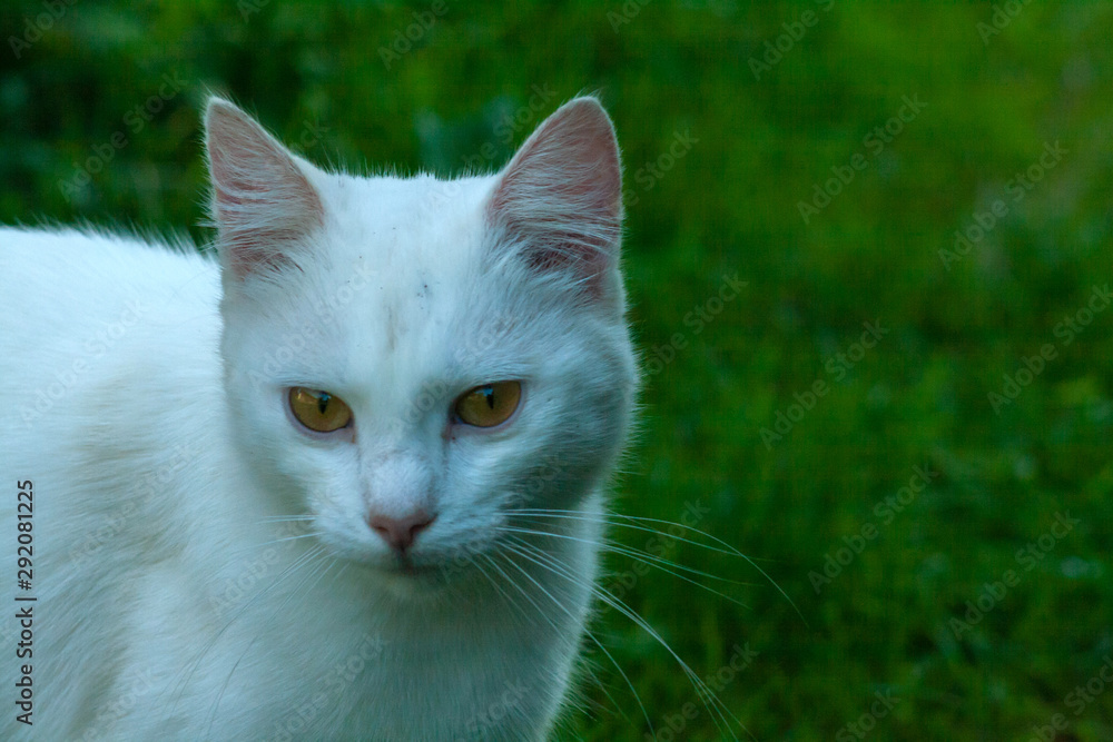 cat with yellow eyes
