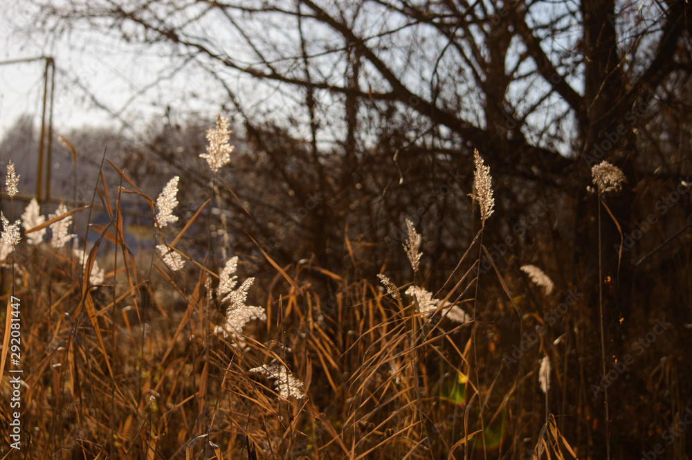 Fototapeta premium trees in the forest