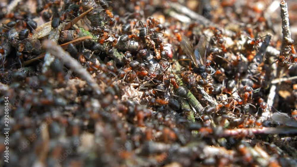 Colony of Ants in Forest Anthill with Pine Needles Slow Motion