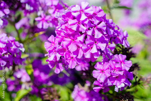 Phlox paniculata is growing in the country garden 