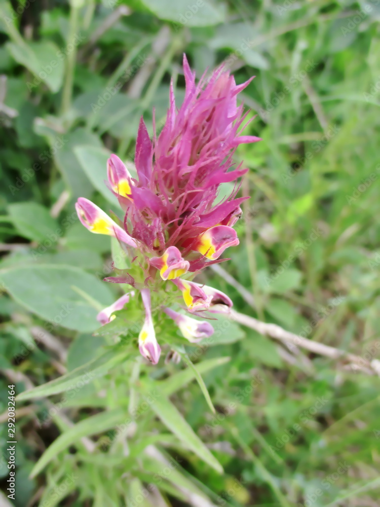 Plan vertical rapproché en extérieur d'une fleur rose pourpre de mélampyre des champs (Melampyrum arvense ). Zone herbeuse en arrière plan. Saône et Loire, Bourgogne, France. Printemps 2019 Plan vertical rapproché en extérieur d'une fleur rose pourpre de mélampyre des champs (Melampyrum arvense ). Zone herbeuse en arrière plan. Saône et Loire, Bourgogne, France. Printemps 2019