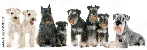 group of Schnauzers