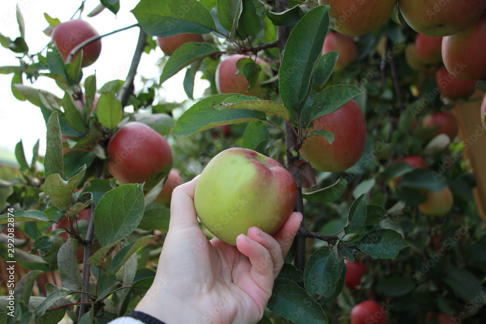 Obraz premium harvesting red apples in the garden