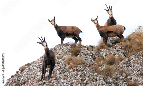four wild chamois goat isolated on white background.
