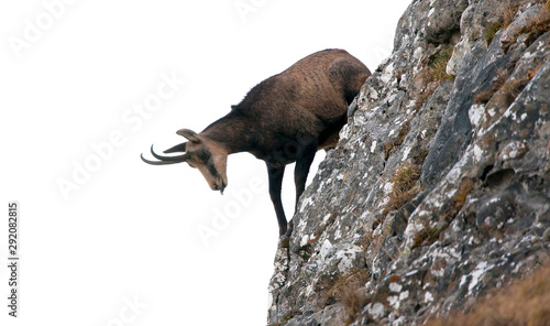 wild chamois goat with tongue out in mountain rock landscape