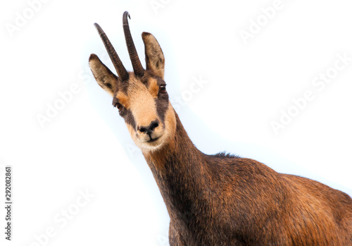 beautiful chamois goat looking at camera. isolated