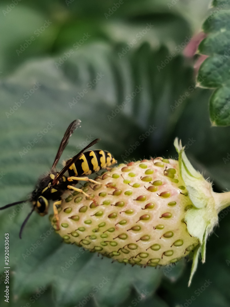 Ladybug Bee Wasp on Fruit Flower in Garden Macro Closeup Ladybug Bee Wasp on Fruit Flower in Garden Macro Closeup