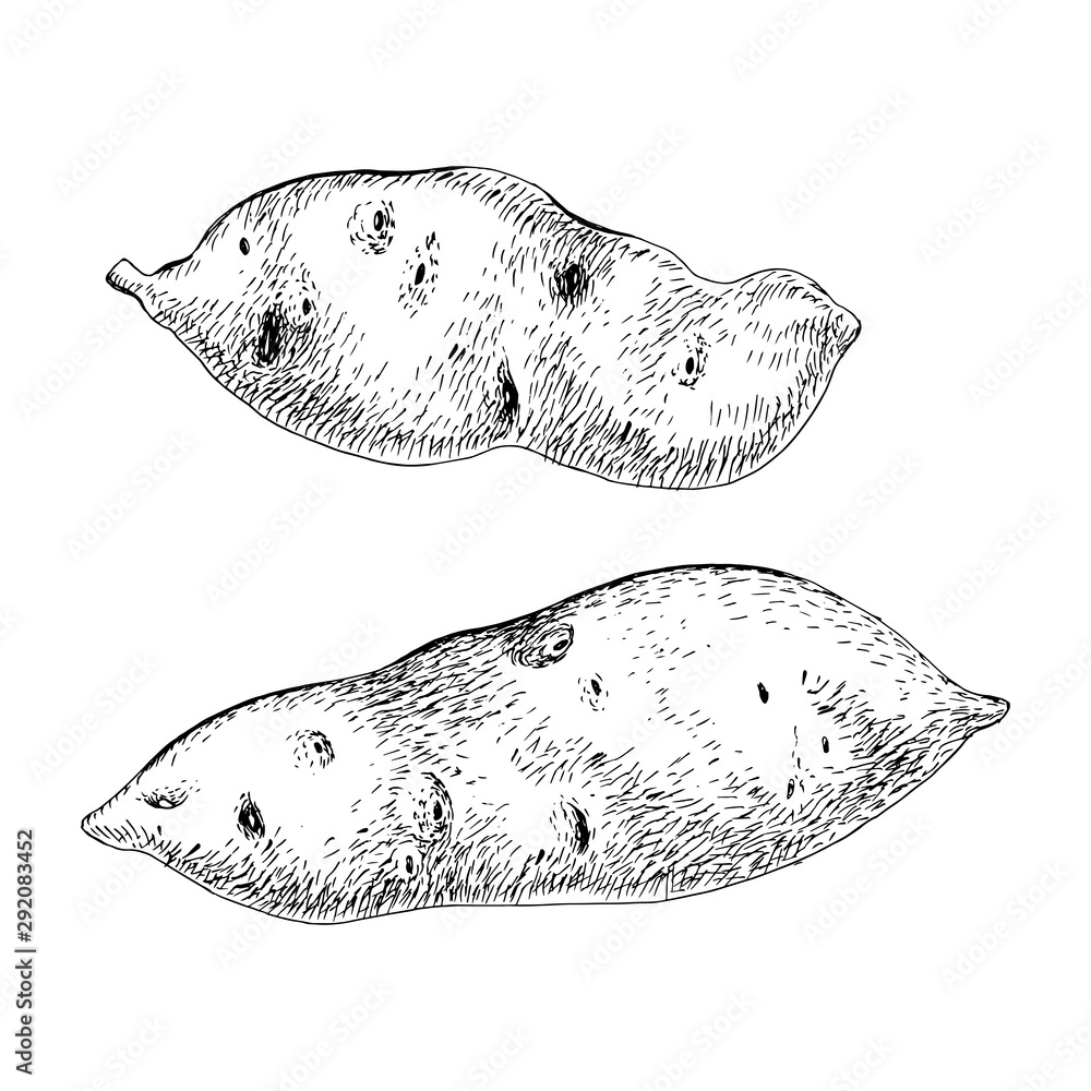 Obraz Hand drawn sweet potato isolated on the white background